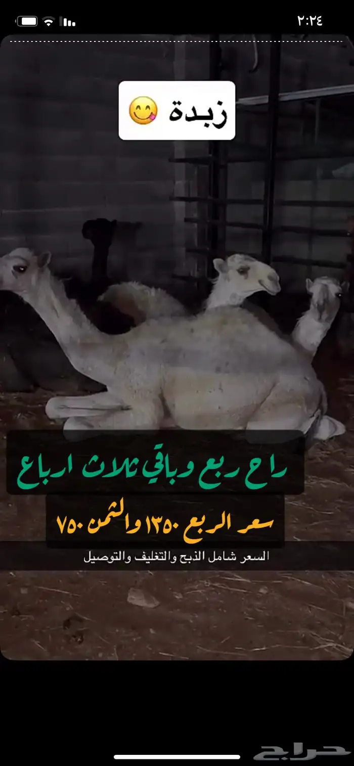 حاشي ب الارباع ولاثمان 0