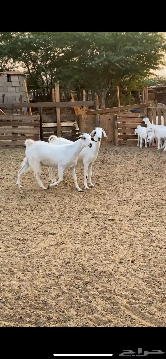 معزا بيشيه 0