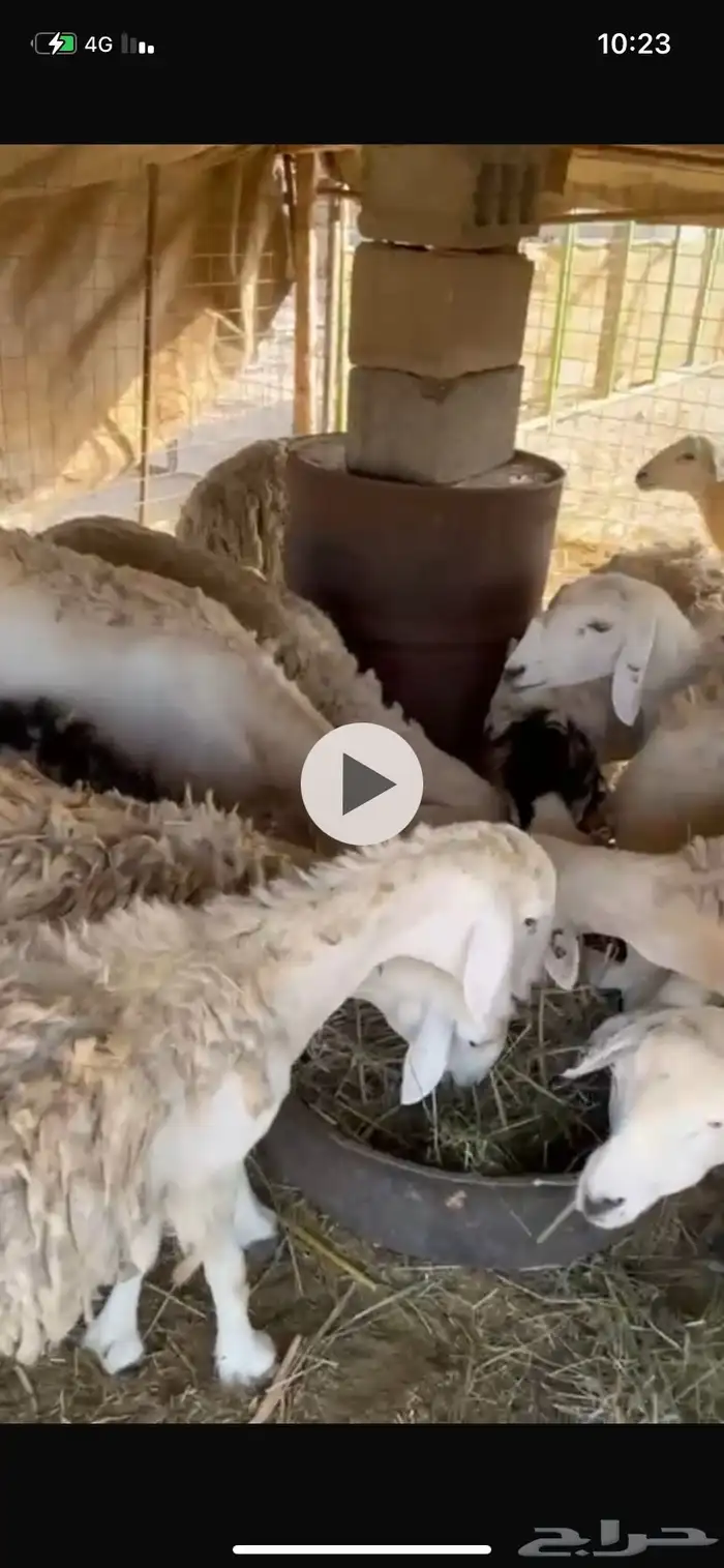 ضان عددها 14 مولده 4 وعشر مضاريع والعلم عند الله 3