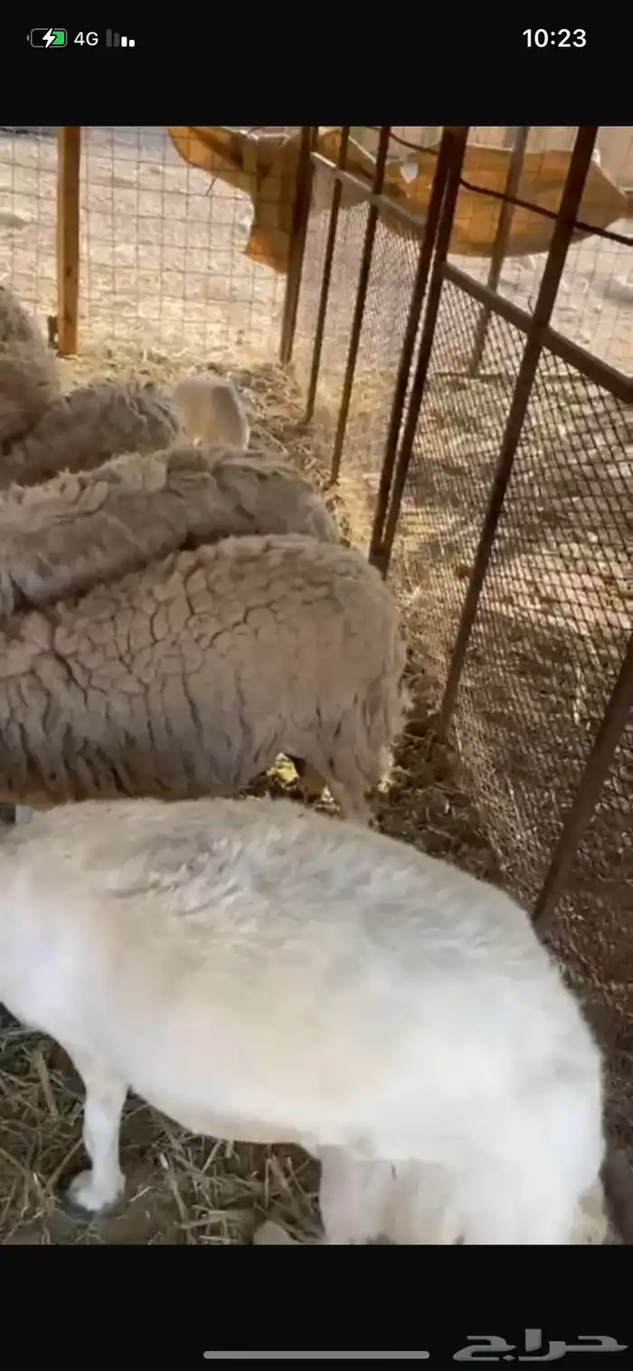 ضان عددها 14 مولده 4 وعشر مضاريع والعلم عند الله 2