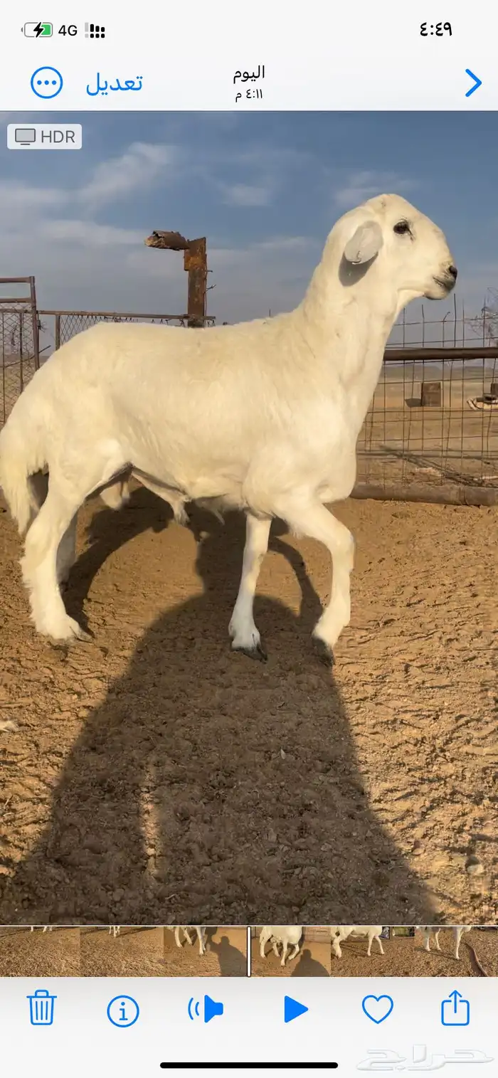 خروف فحل صنف 0