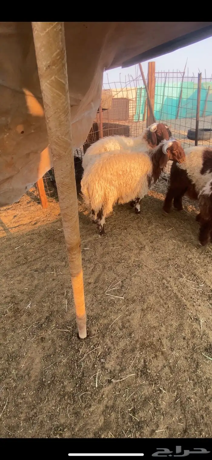 خرفان نعيم 2