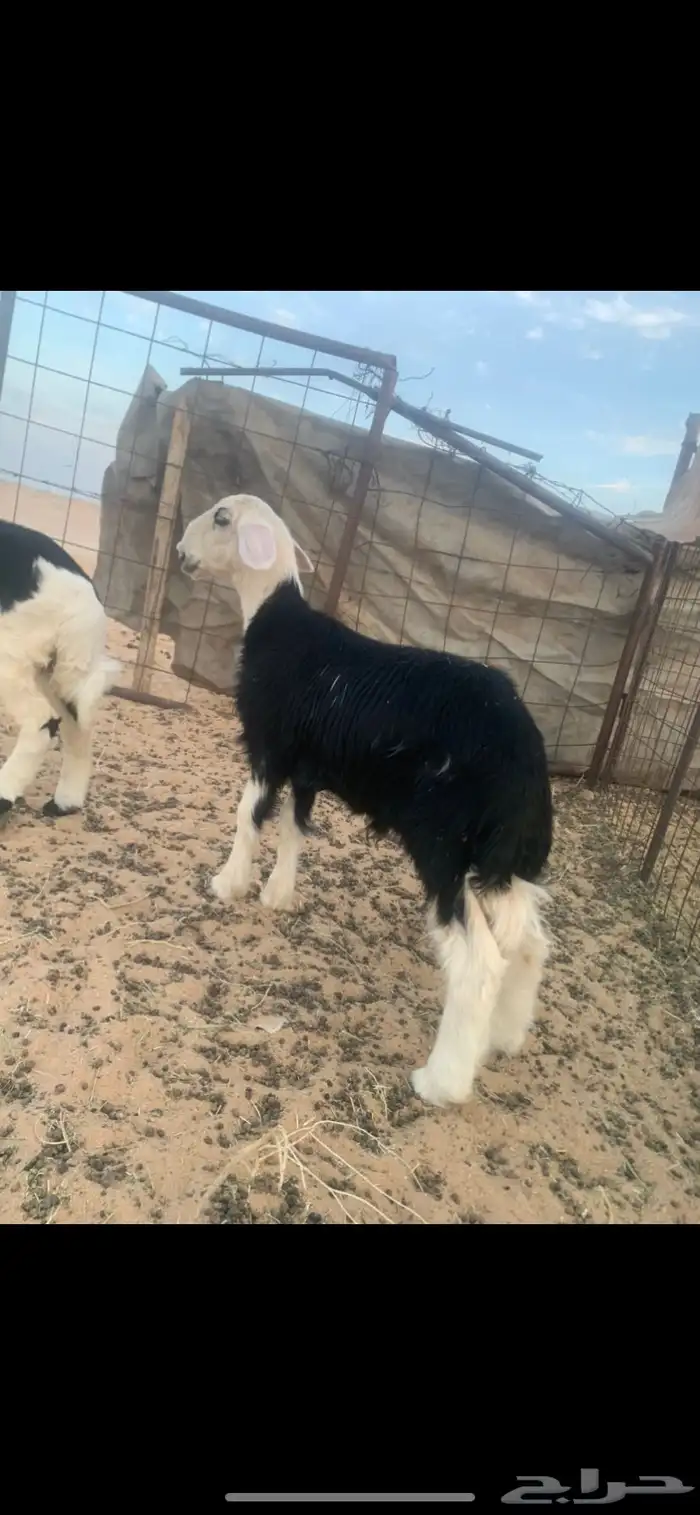 خروف ورخل طيبات 2