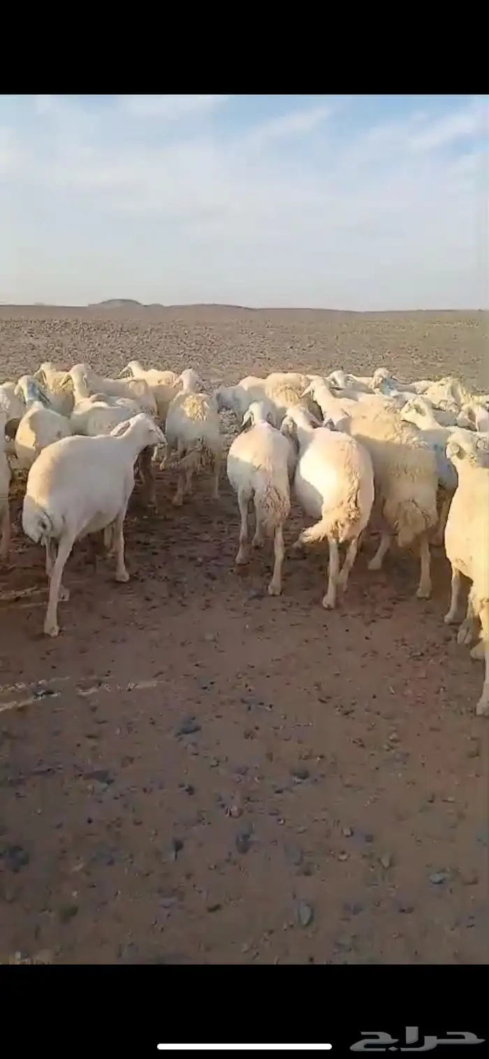 عنم حريات عددها 67راس تحته 21 ولد ول بقي مضريع 0