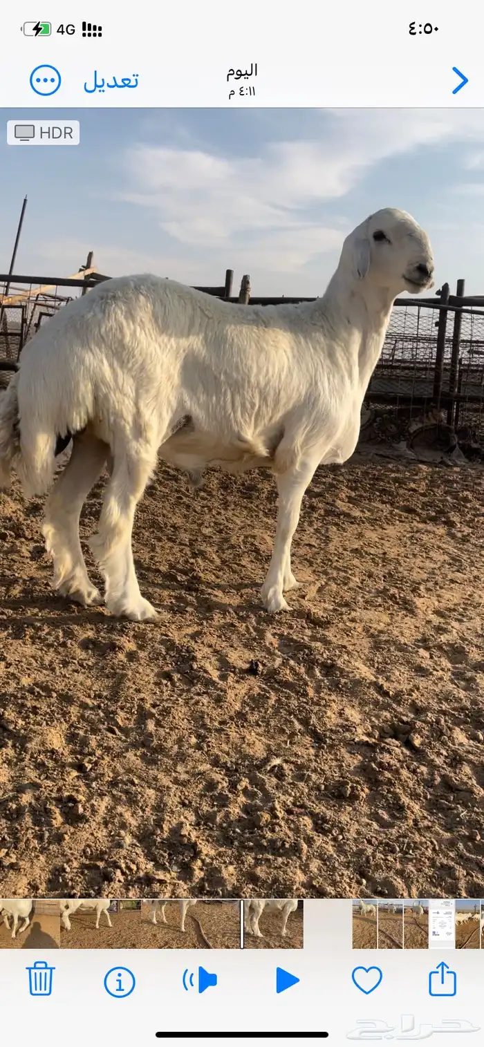 خروف فحل صنف 1