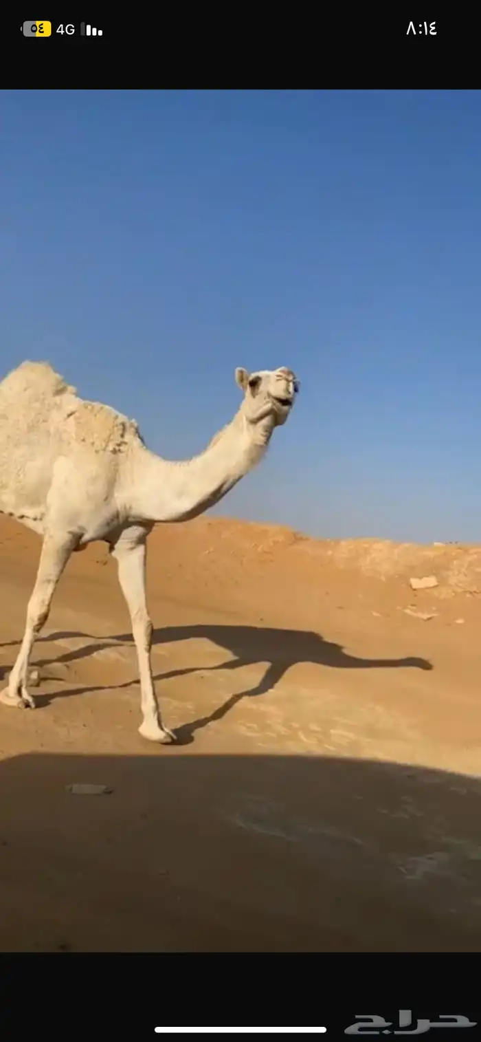 ناقه ضريبه 2