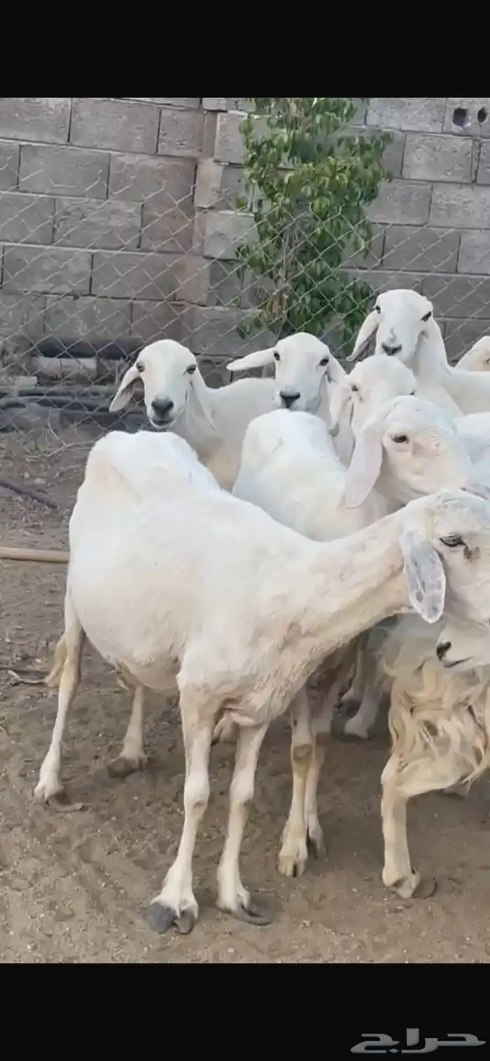 11 شاه مقنى زين 2