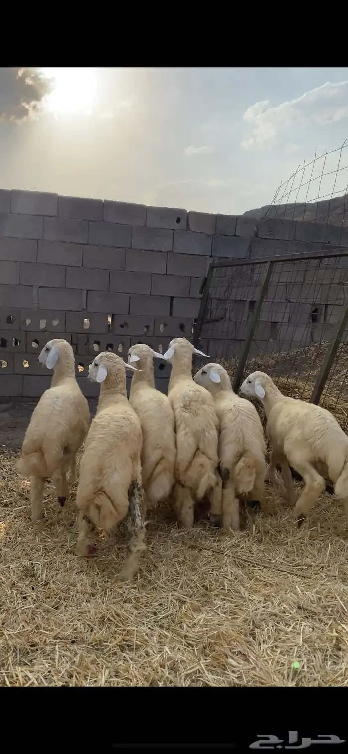 طليان للبيع 0