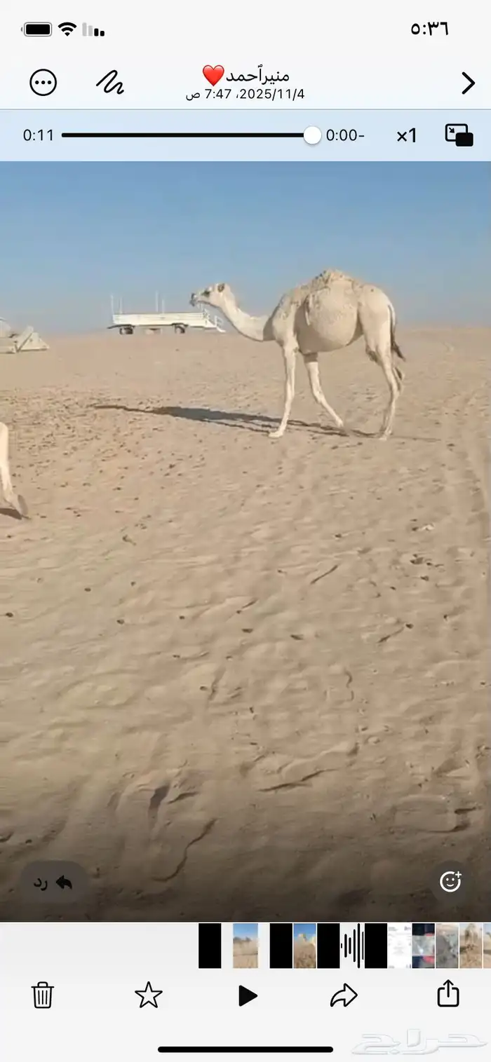 بكار حقايق رمانيات طفاح وسره ورق منوة القناي 0