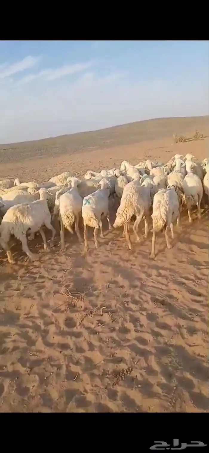 عنم حريات عددها 67راس تحته 21 ولد ول بقي مضريع 4