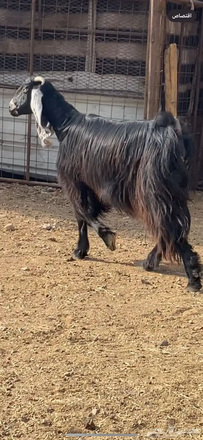 جفرة مضرع ( تم البيع ) 0