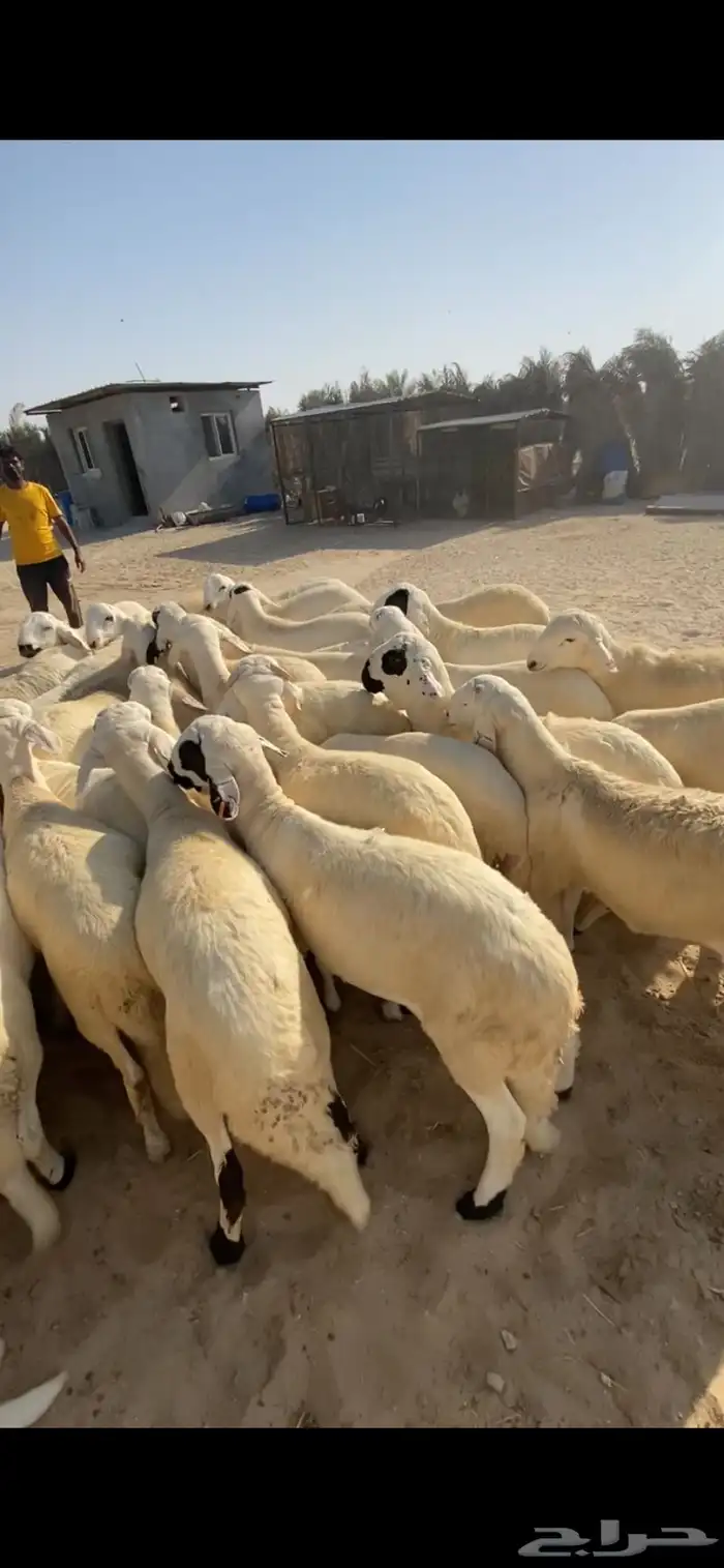 سواكن مرابي خمس شهور ذمه وامانه ذبايح كفو 0