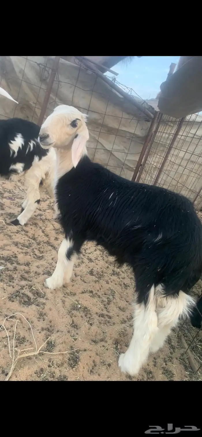 خروف ورخل طيبات 0