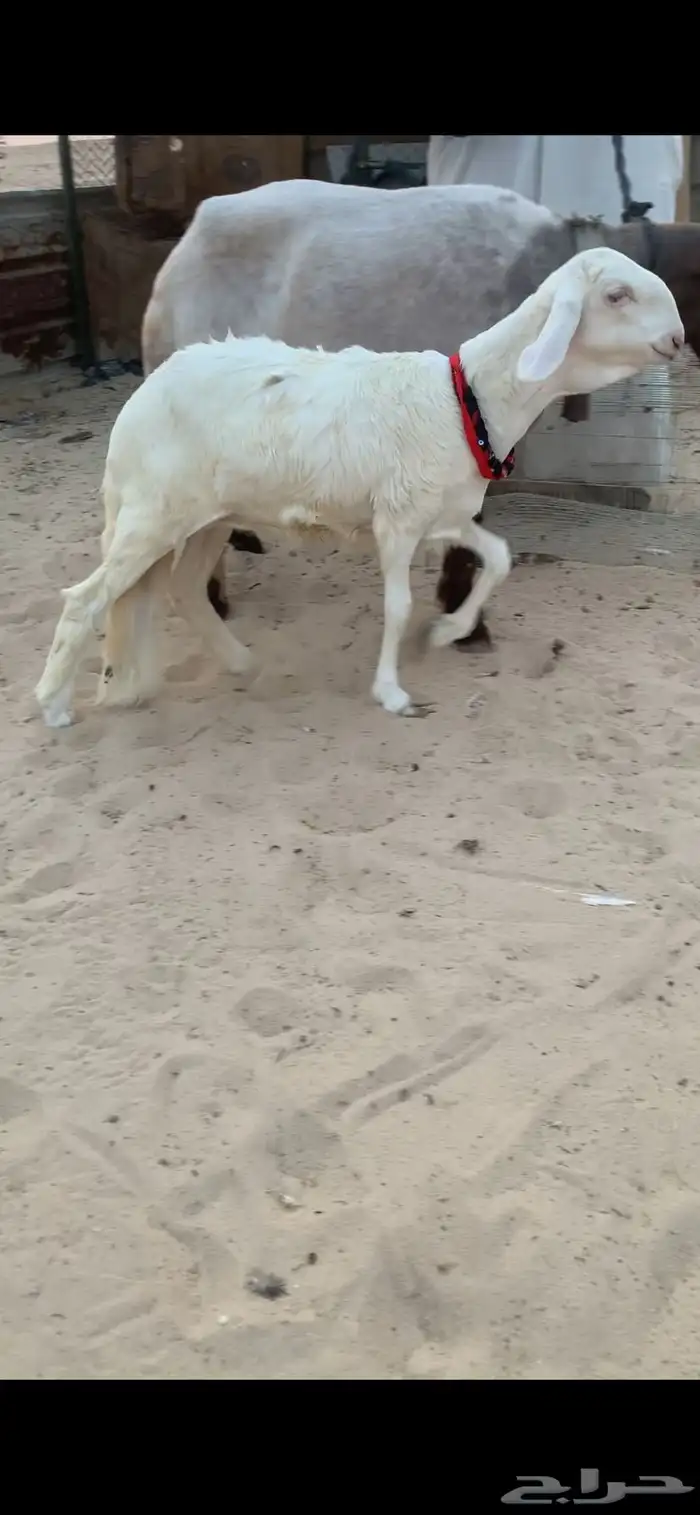 رخل درمانيه خصم 2