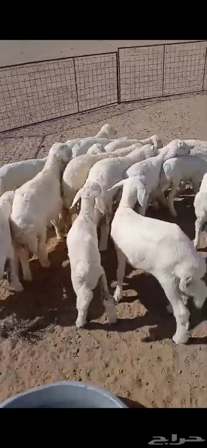 عنم حريات عددها 67راس تحته 21 ولد ول بقي مضريع 6