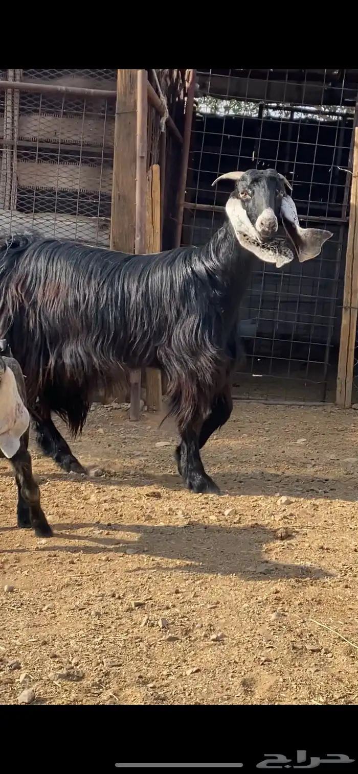 جفرة مضرع ( تم البيع ) 2