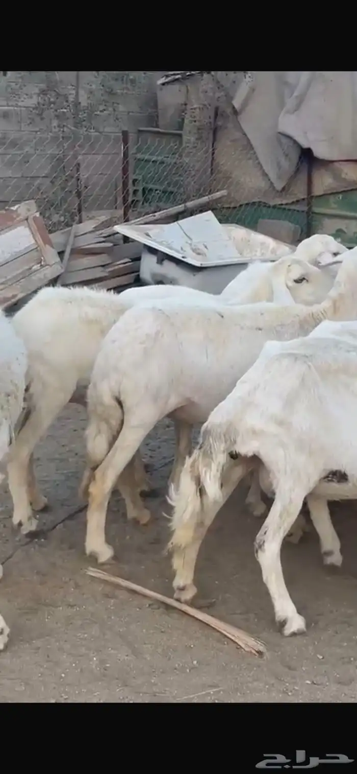 11 شاه مقنى زين 0