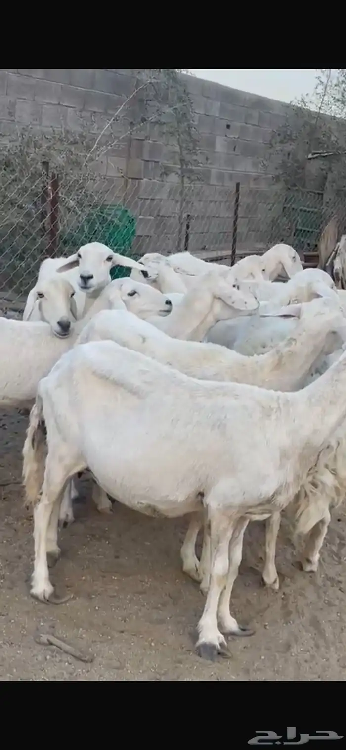 11 شاه مقنى زين 1