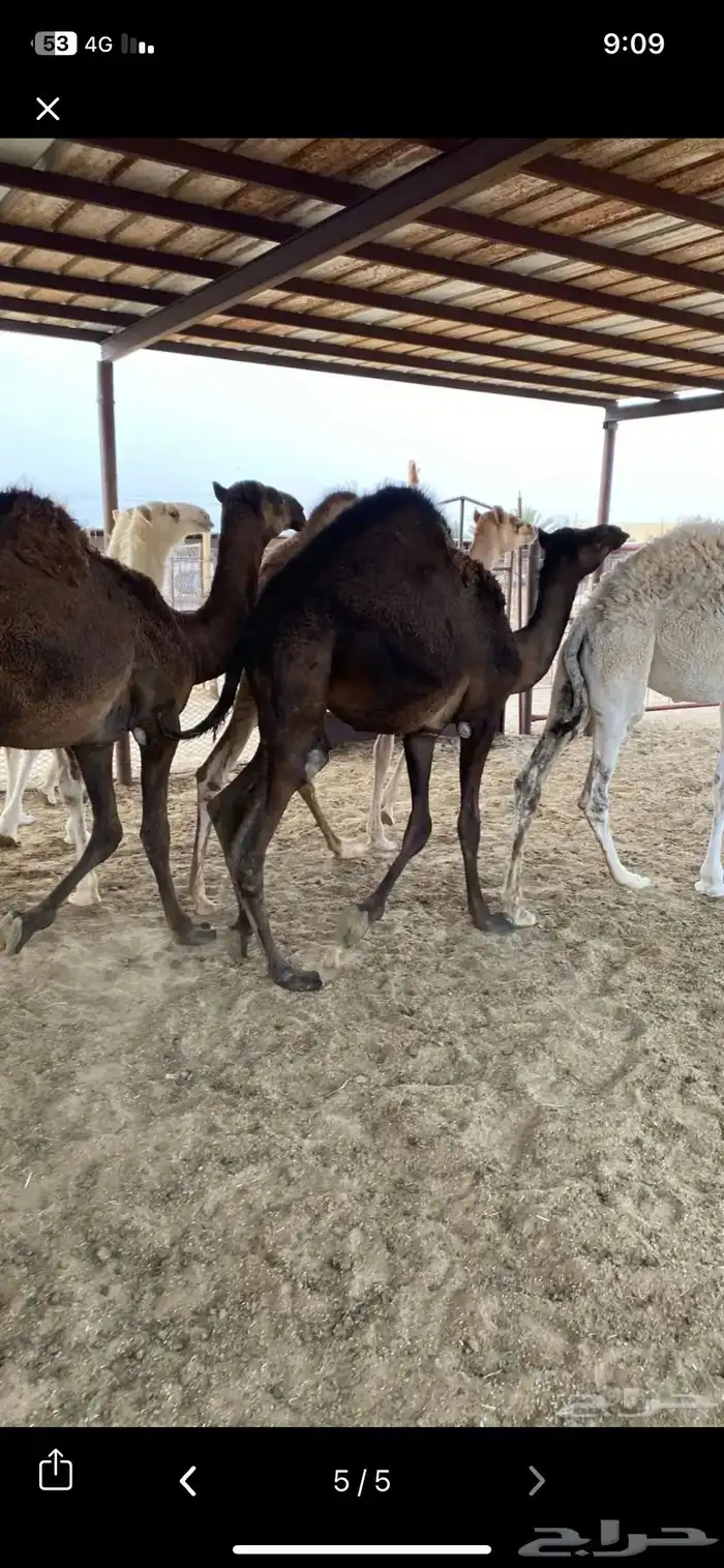 قعود  حاشي  بكره  زوجات مناسبات كفو بيشه 2