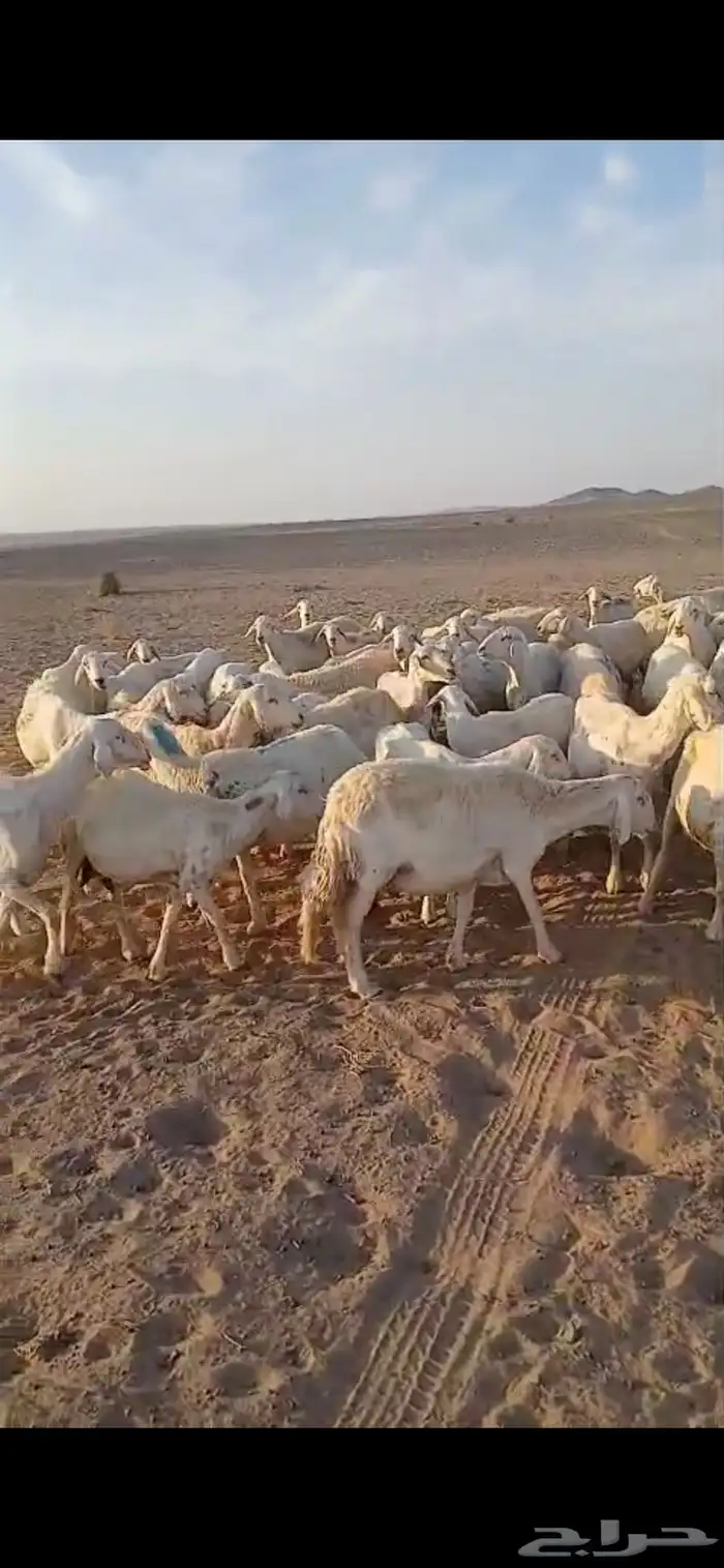 عنم حريات عددها 67راس تحته 21 ولد ول بقي مضريع 3