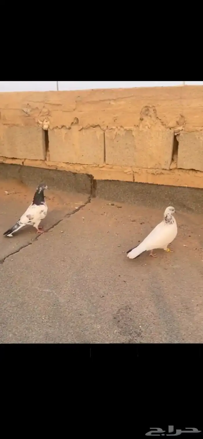 حمام للبيع باكستاني سيم 30  الحد قريب 1