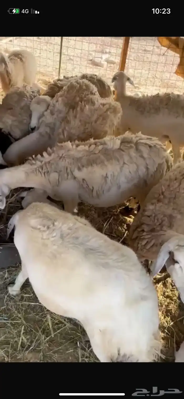 ضان عددها 14 مولده 4 وعشر مضاريع والعلم عند الله 0