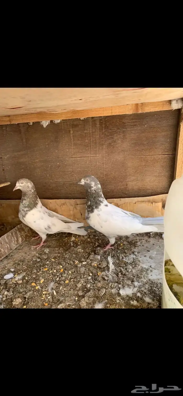 حمام باكستاني للبيع 6