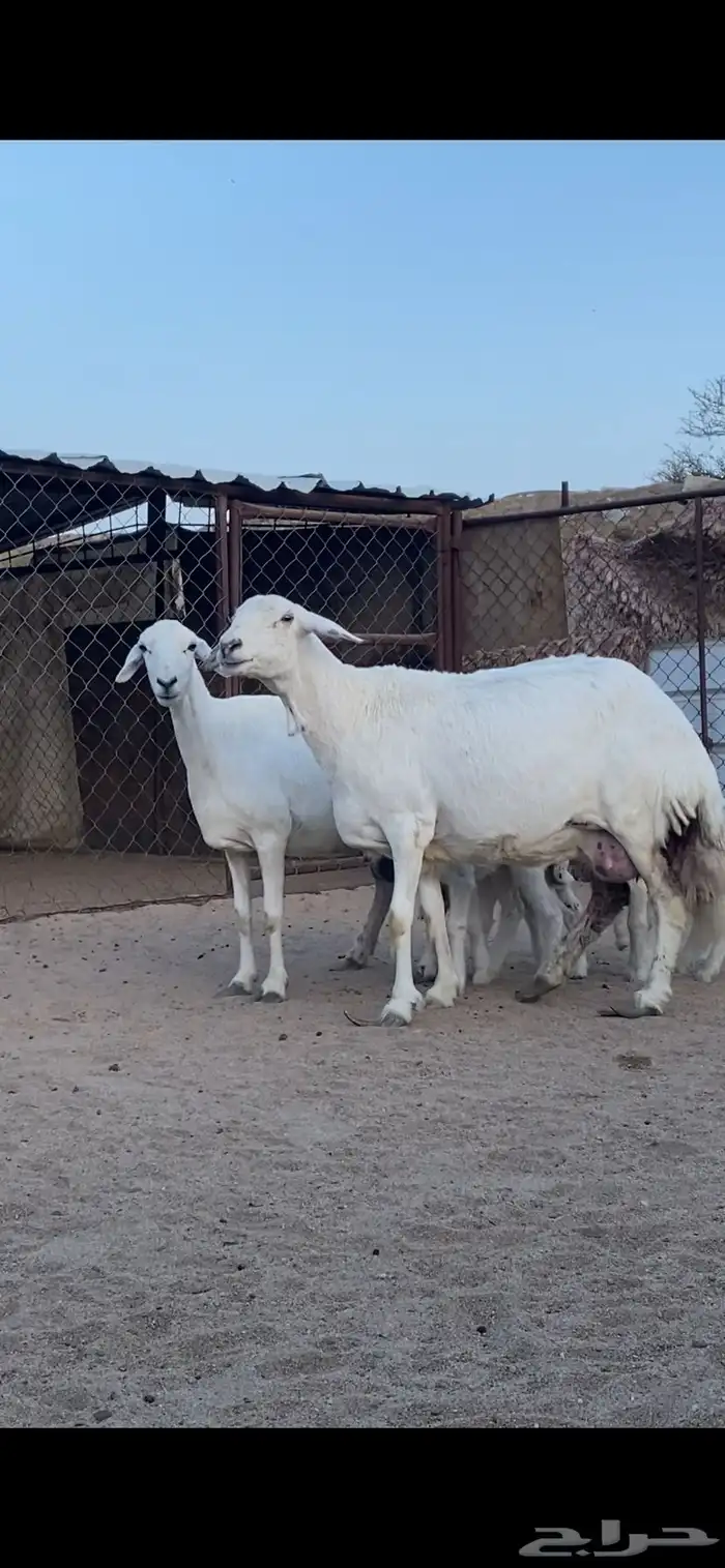 شاتين صنف الصنف تحتها 4 رخال 4