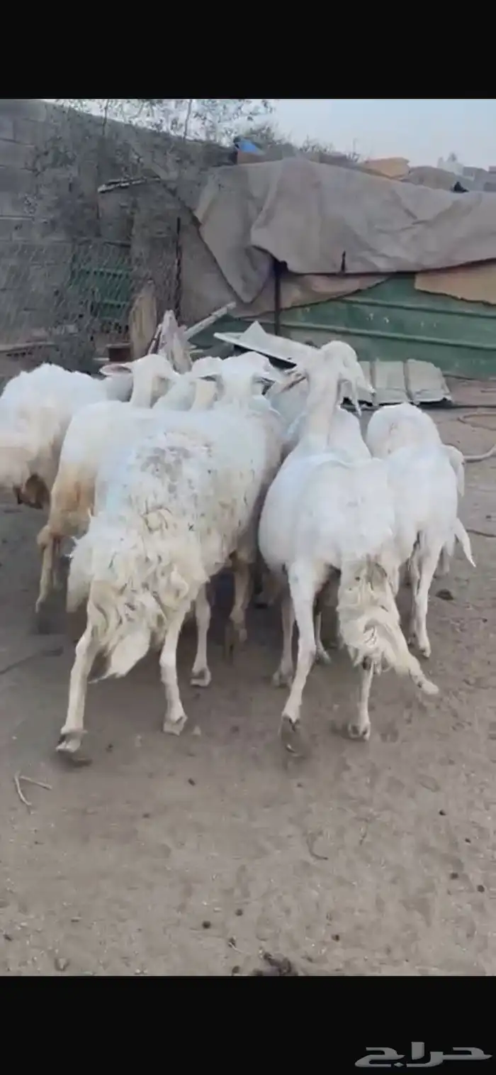 11 شاه مقنى زين 3