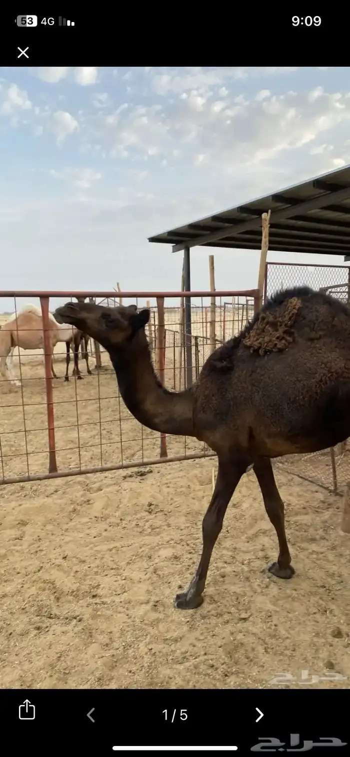 قعود  حاشي  بكره  زوجات مناسبات كفو بيشه 3