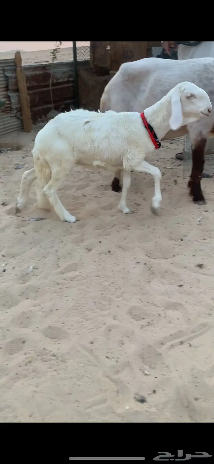 رخل درمانيه خصم 1