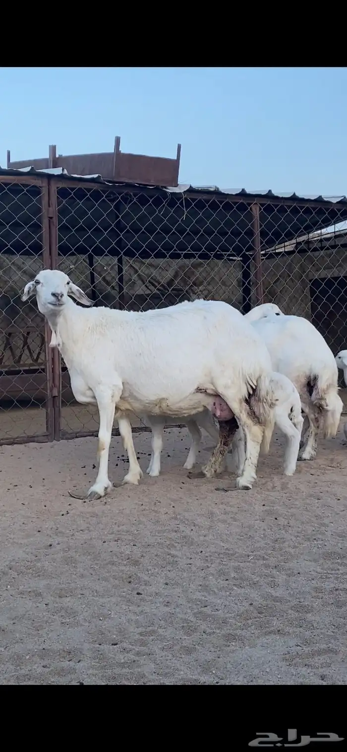 شاتين صنف الصنف تحتها 4 رخال 5