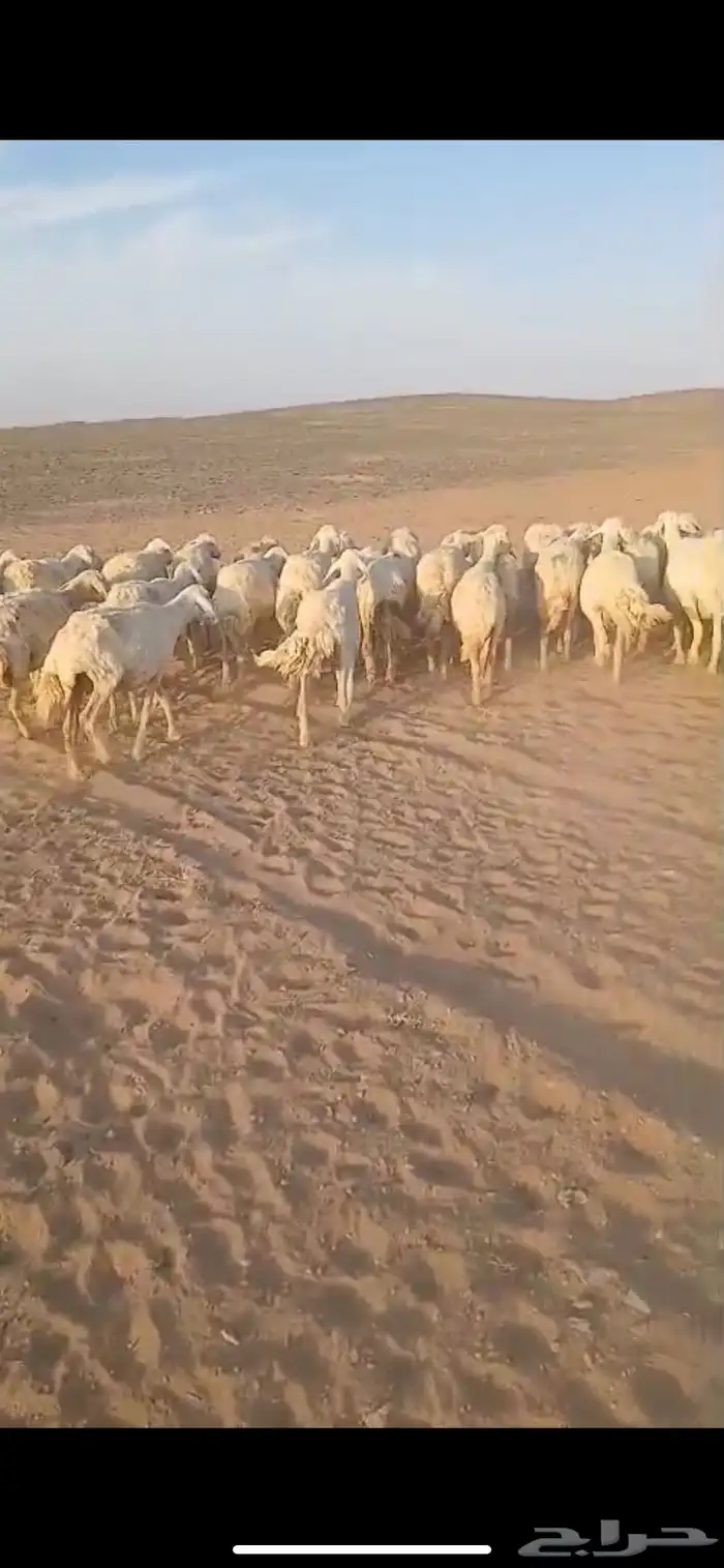 عنم حريات عددها 67راس تحته 21 ولد ول بقي مضريع 1