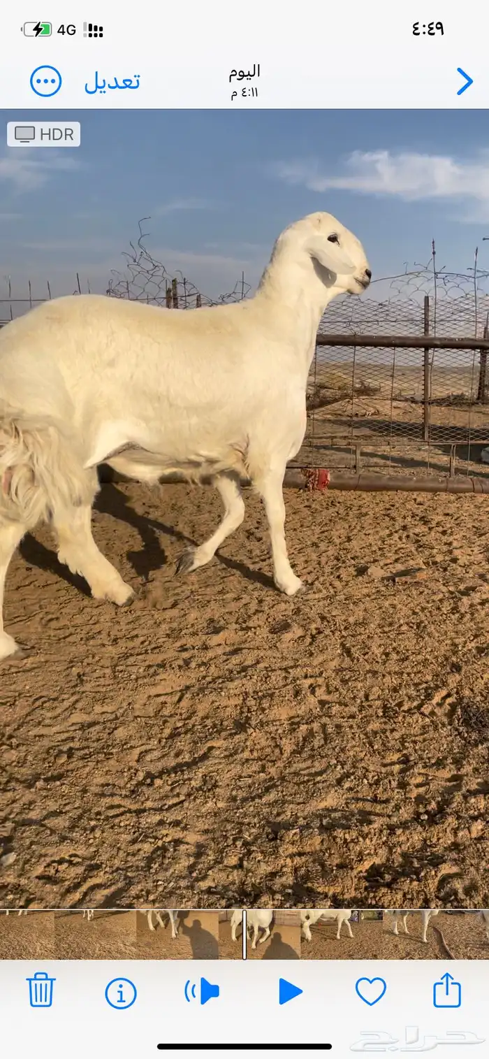 خروف فحل صنف 2