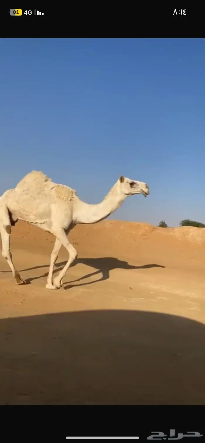 ناقه ضريبه 1