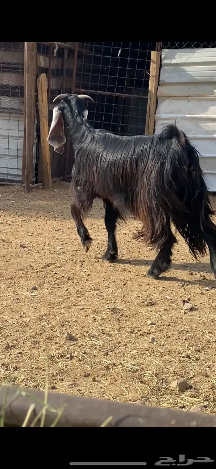 جفرة مضرع ( تم البيع ) 3