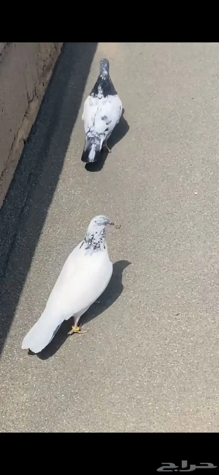 حمام للبيع باكستاني سيم 30  الحد قريب 0