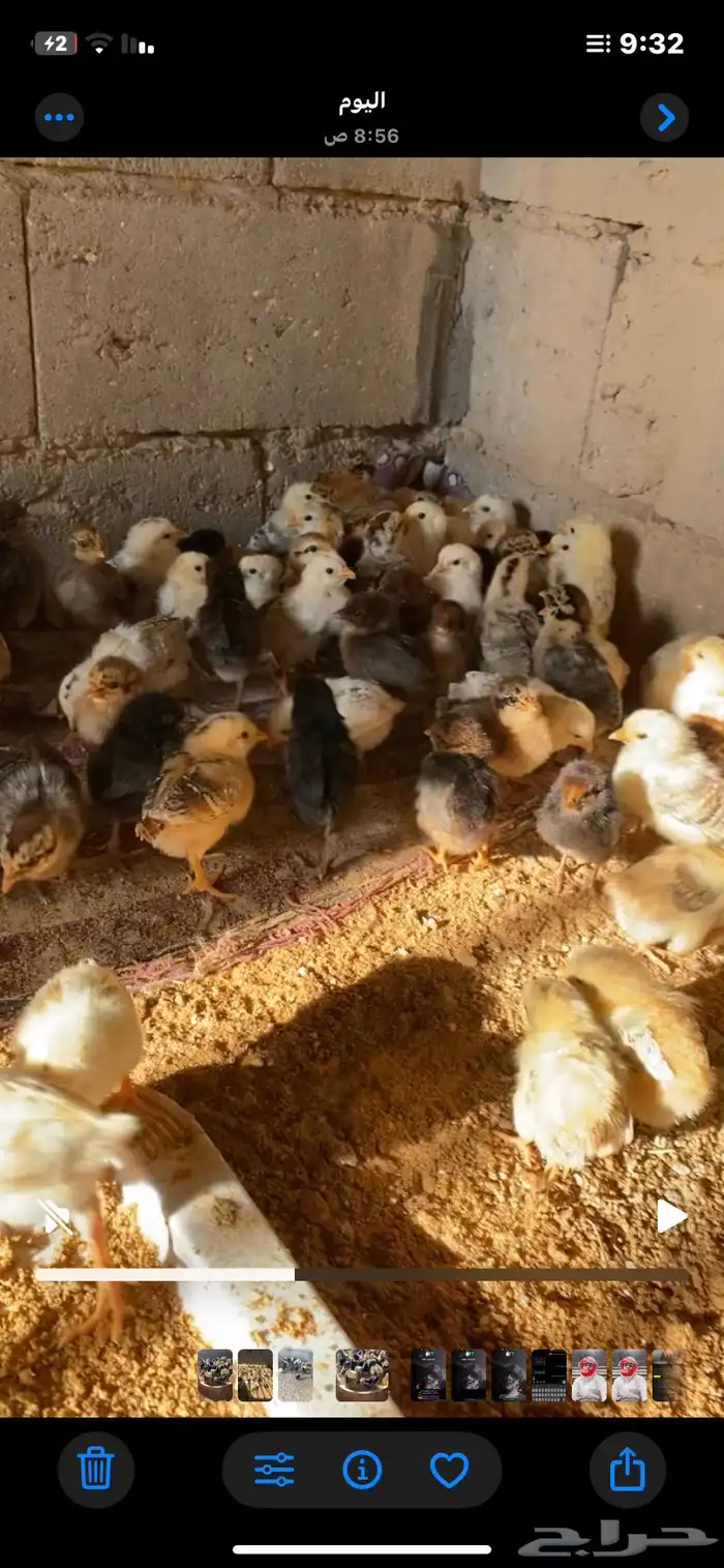 للبيع صيصان فيومي ذهبي وشبابي 2