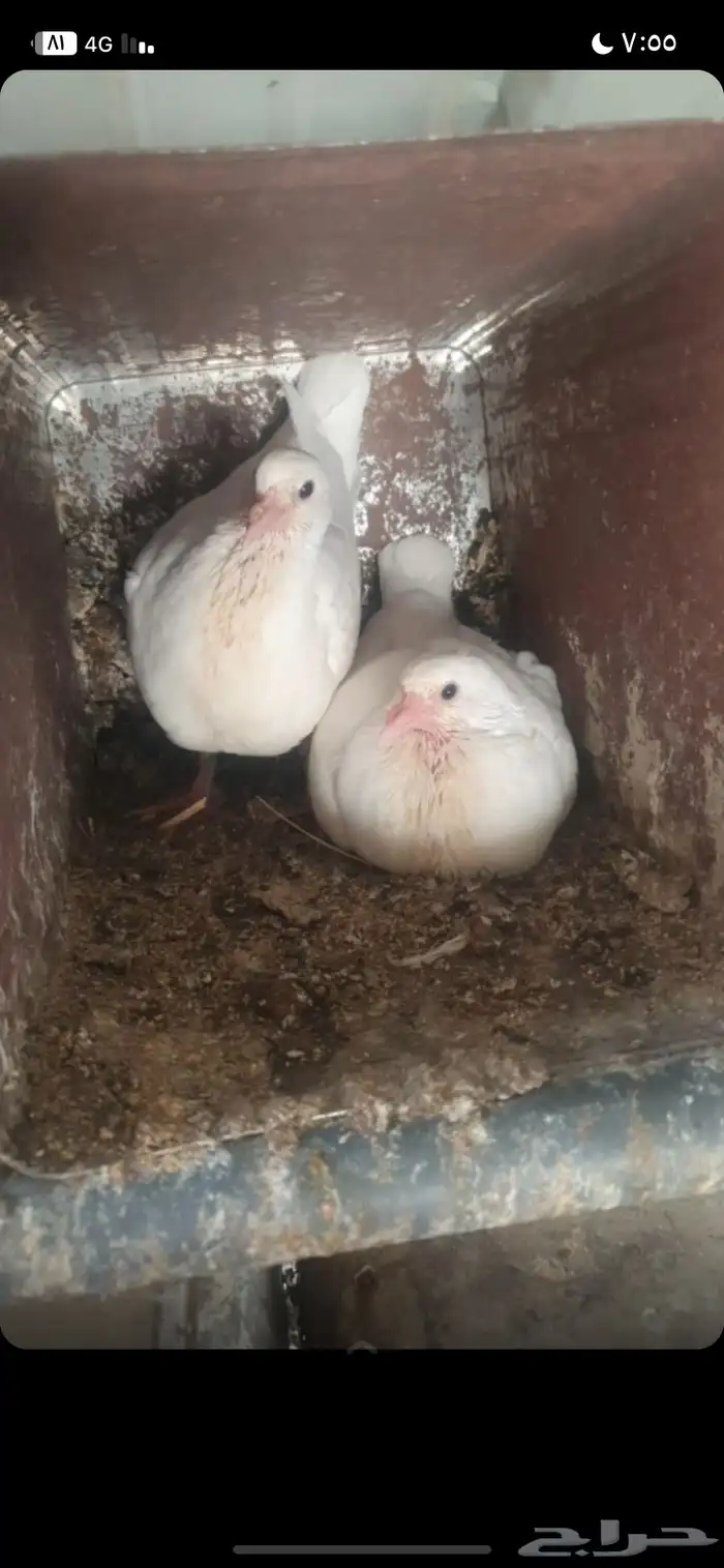 زغاليل شحم 1