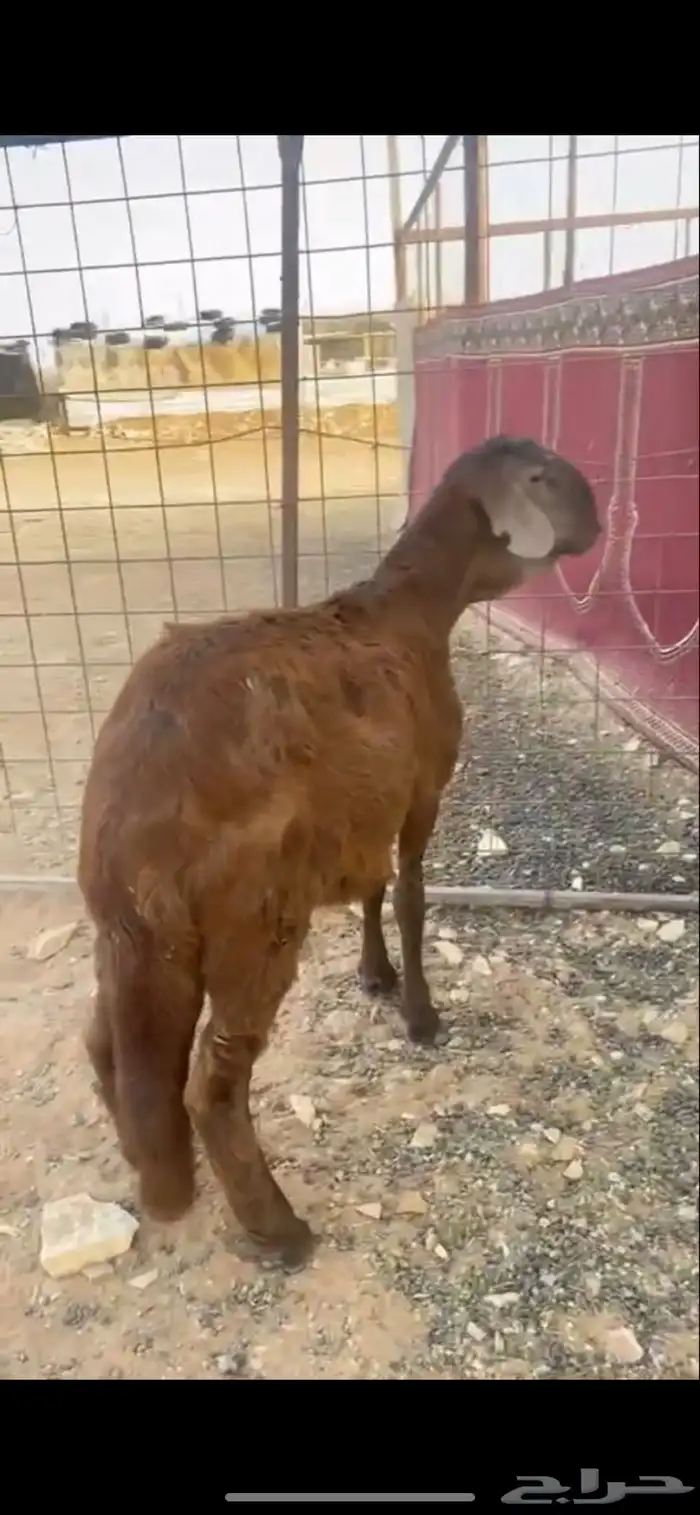 سواكني حمري 1