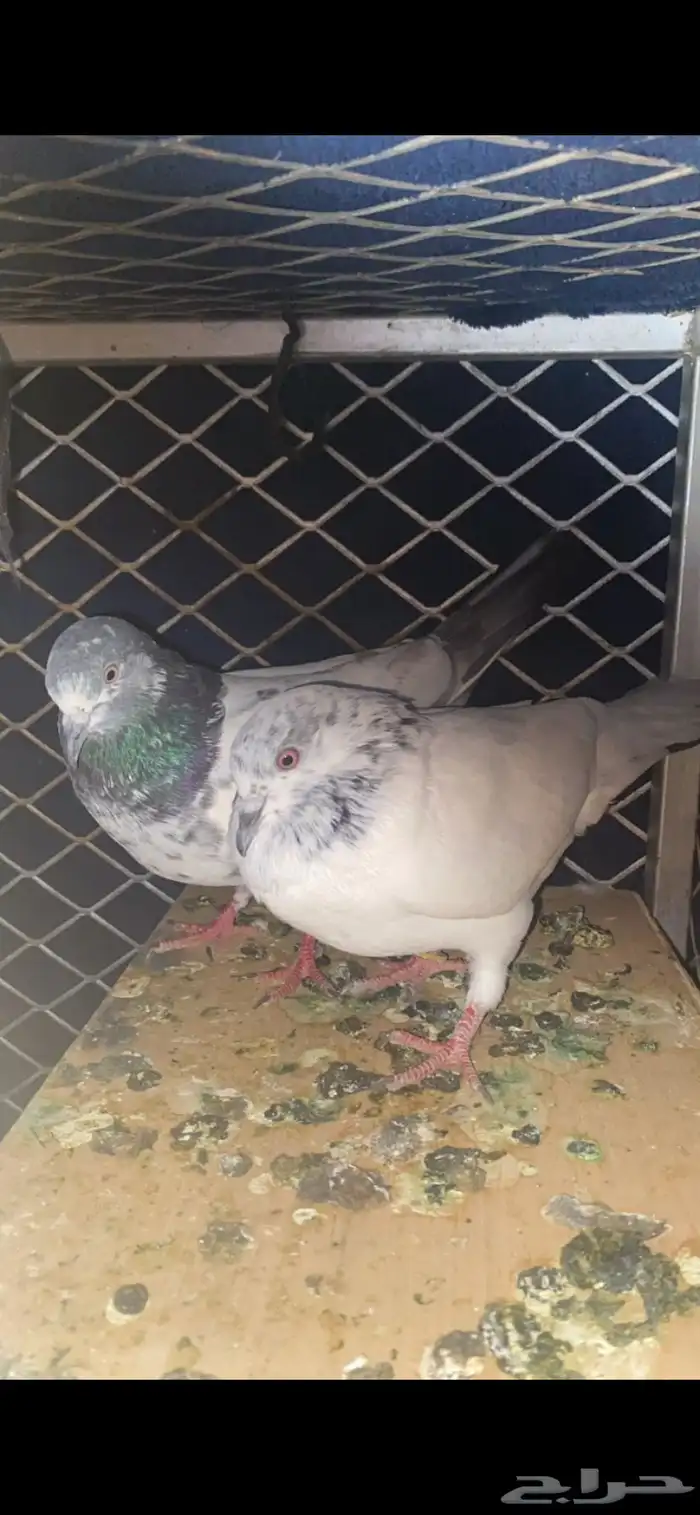 حمام للبيع باكستاني سيم 30  الحد قريب 2