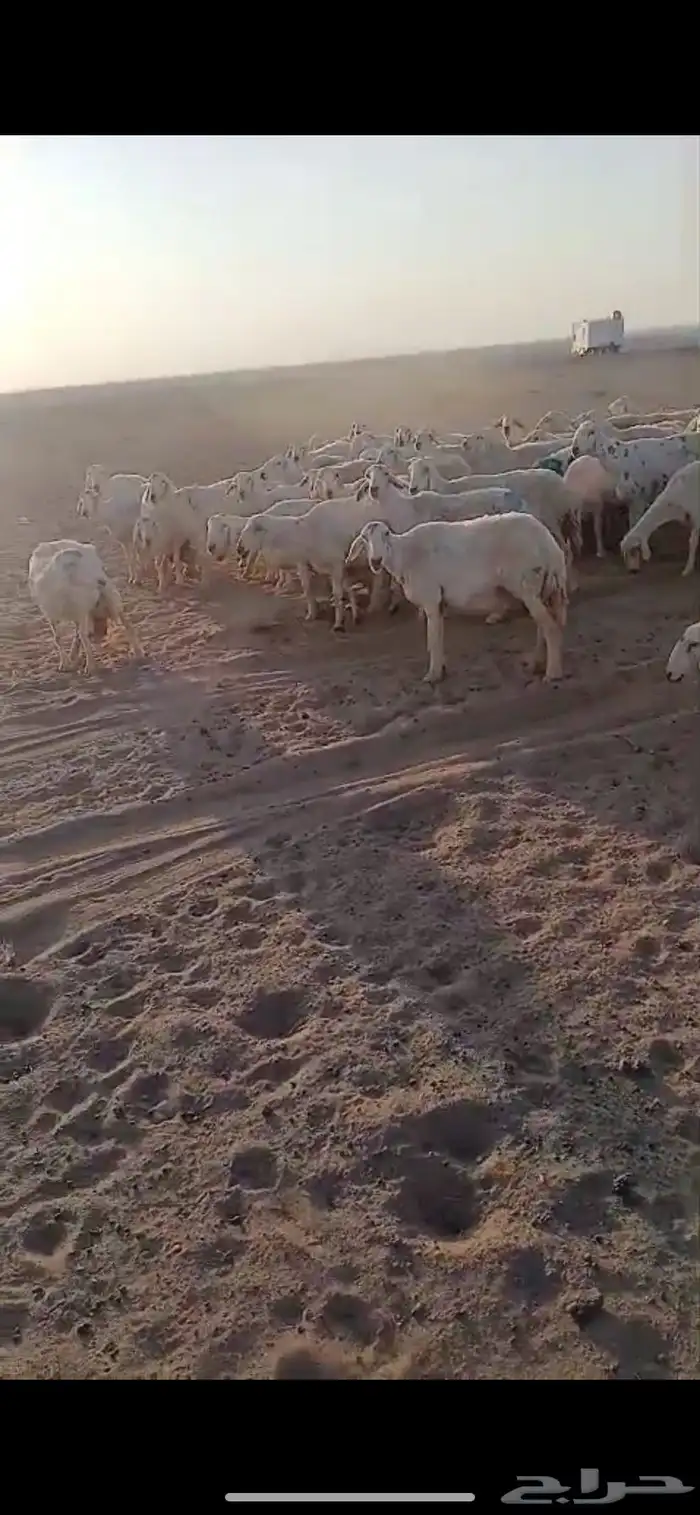 عنم حريات عددها 67راس تحته 21 ولد ول بقي مضريع 2