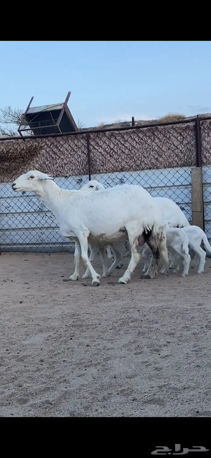 شاتين صنف الصنف تحتها 4 رخال 3