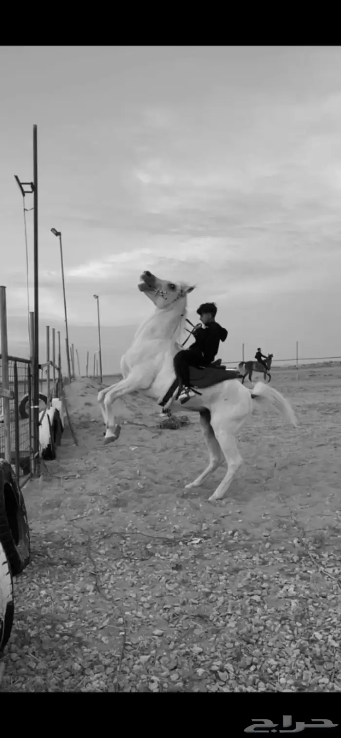 خيل للبيع 3
