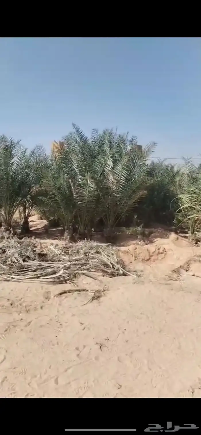 فراخ نخل (سكري وخلاص) 1