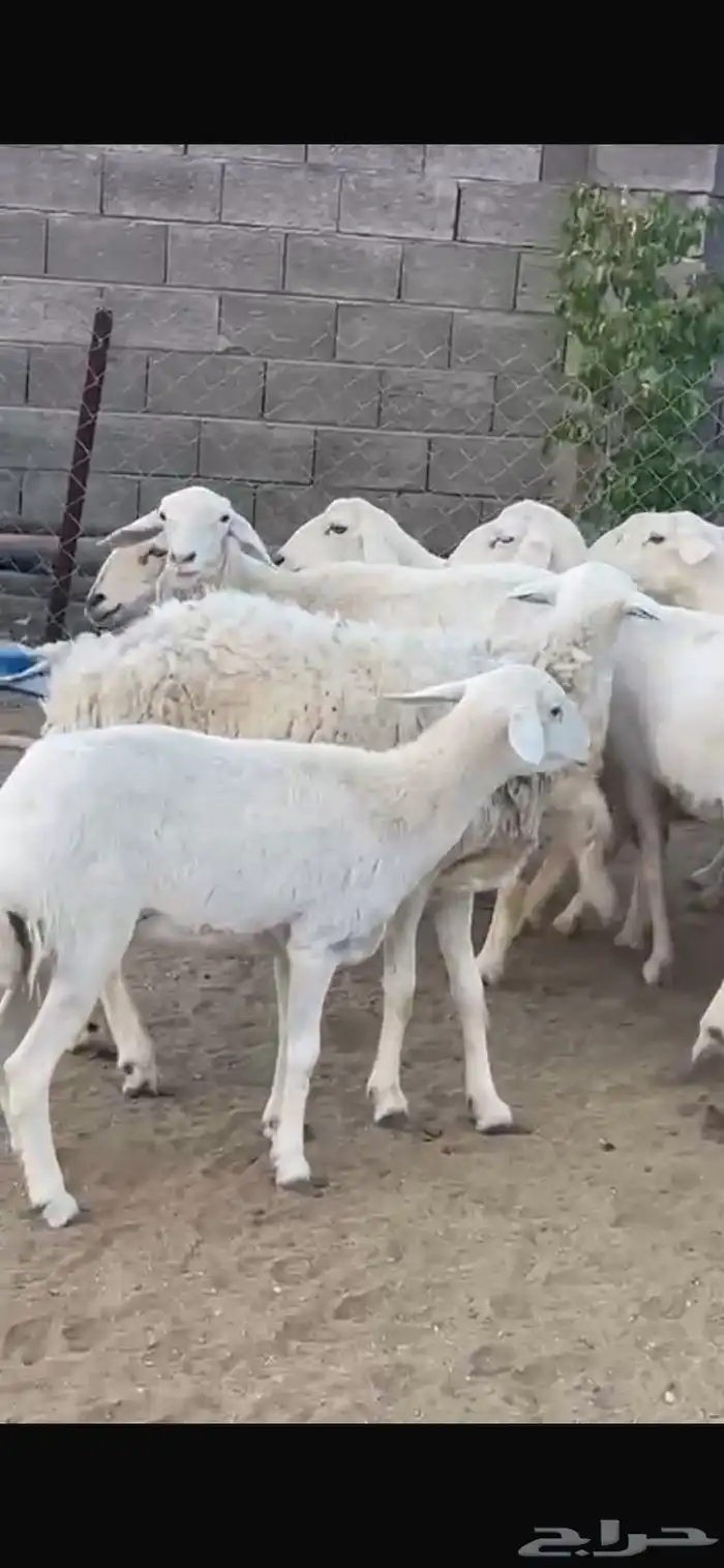 11 شاه مقنى زين 4