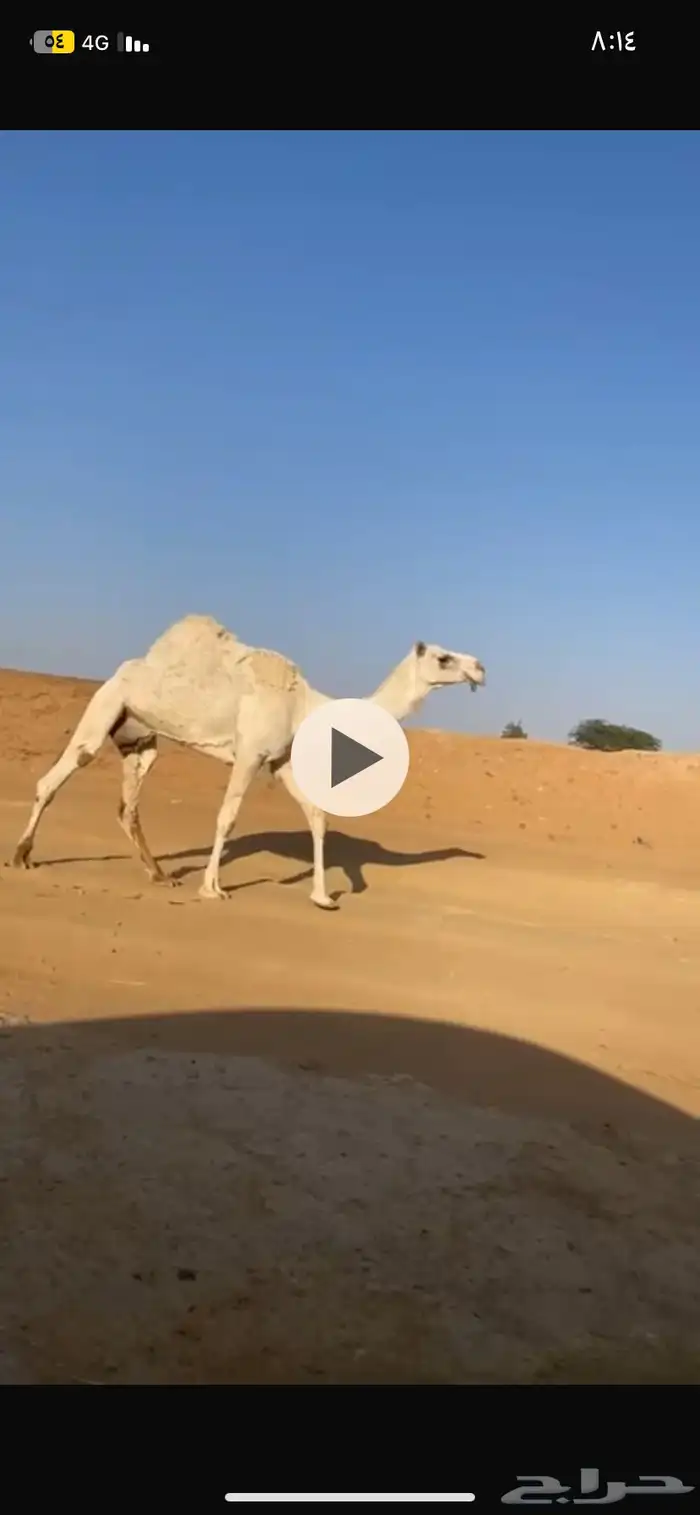 ناقه ضريبه 0