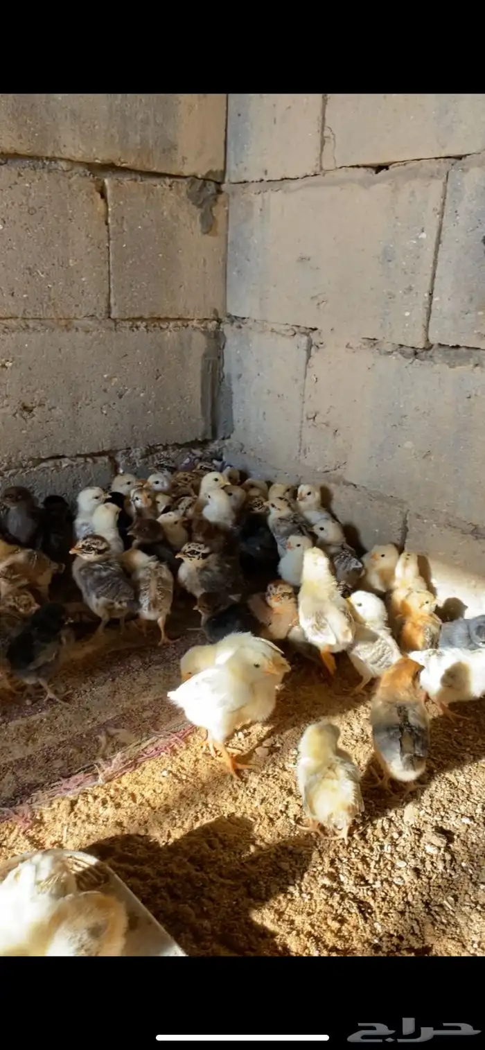 للبيع صيصان فيومي ذهبي وشبابي 3