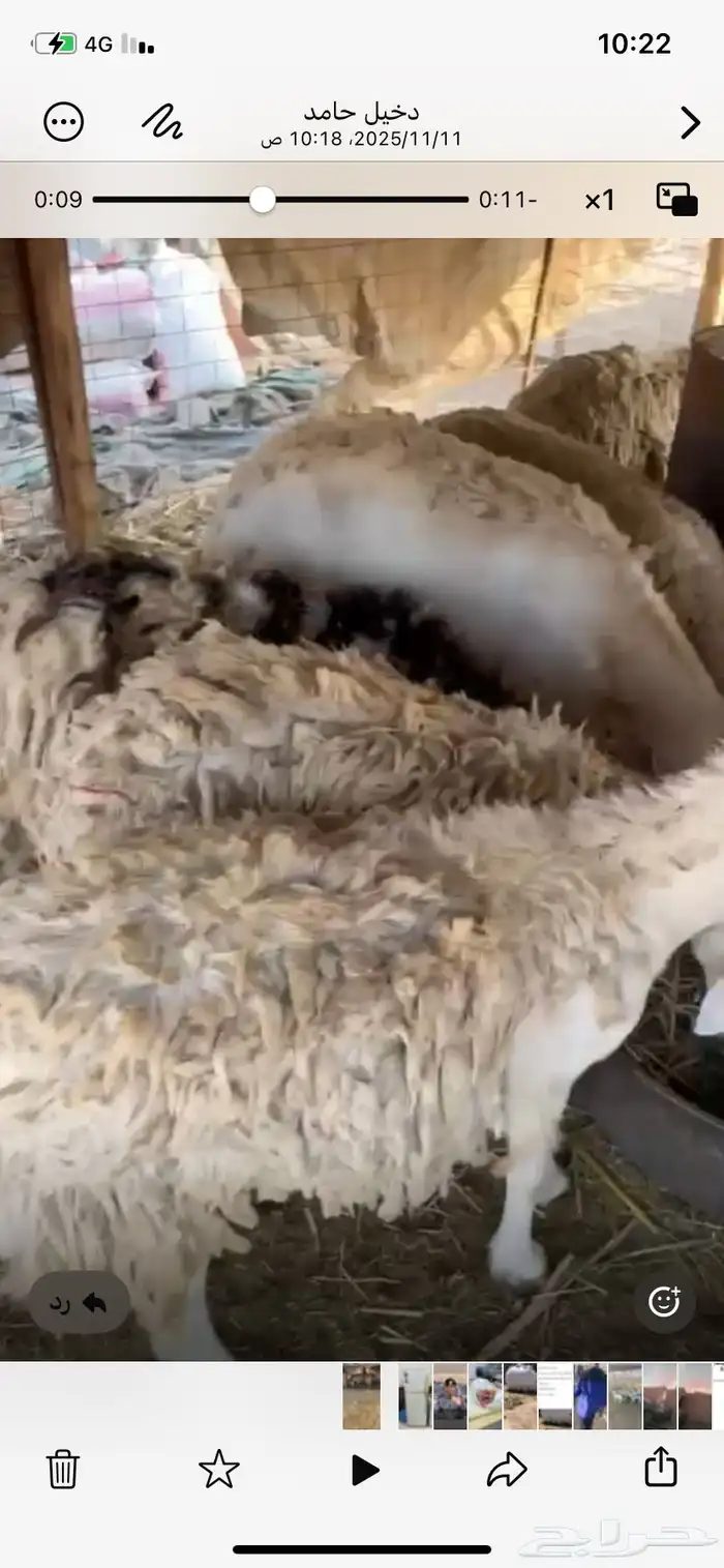 ضان عددها 14 مولده 4 وعشر مضاريع والعلم عند الله 1