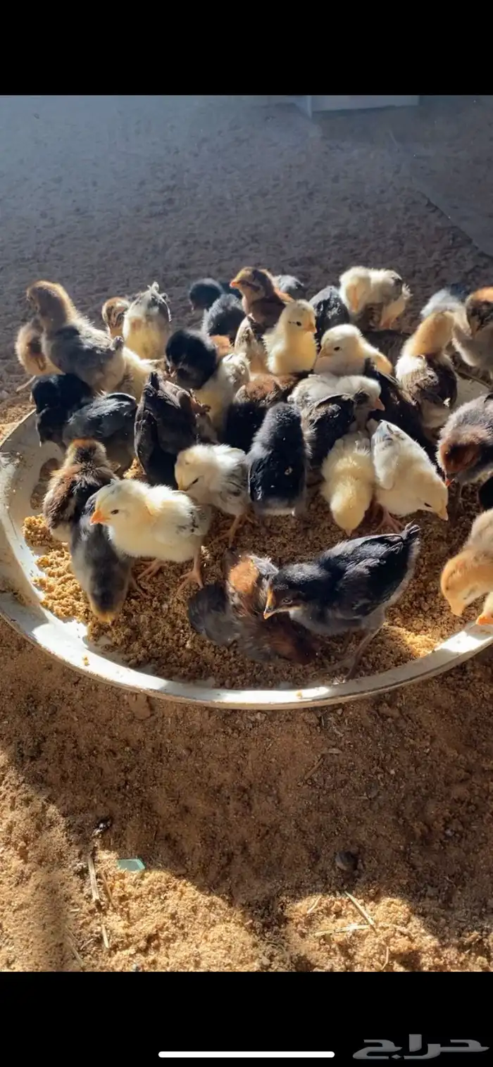 للبيع صيصان فيومي ذهبي وشبابي 0